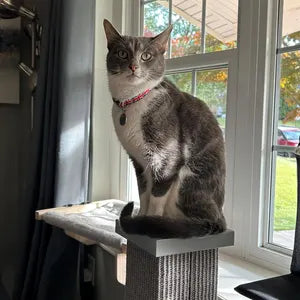 Classic Cat Collars