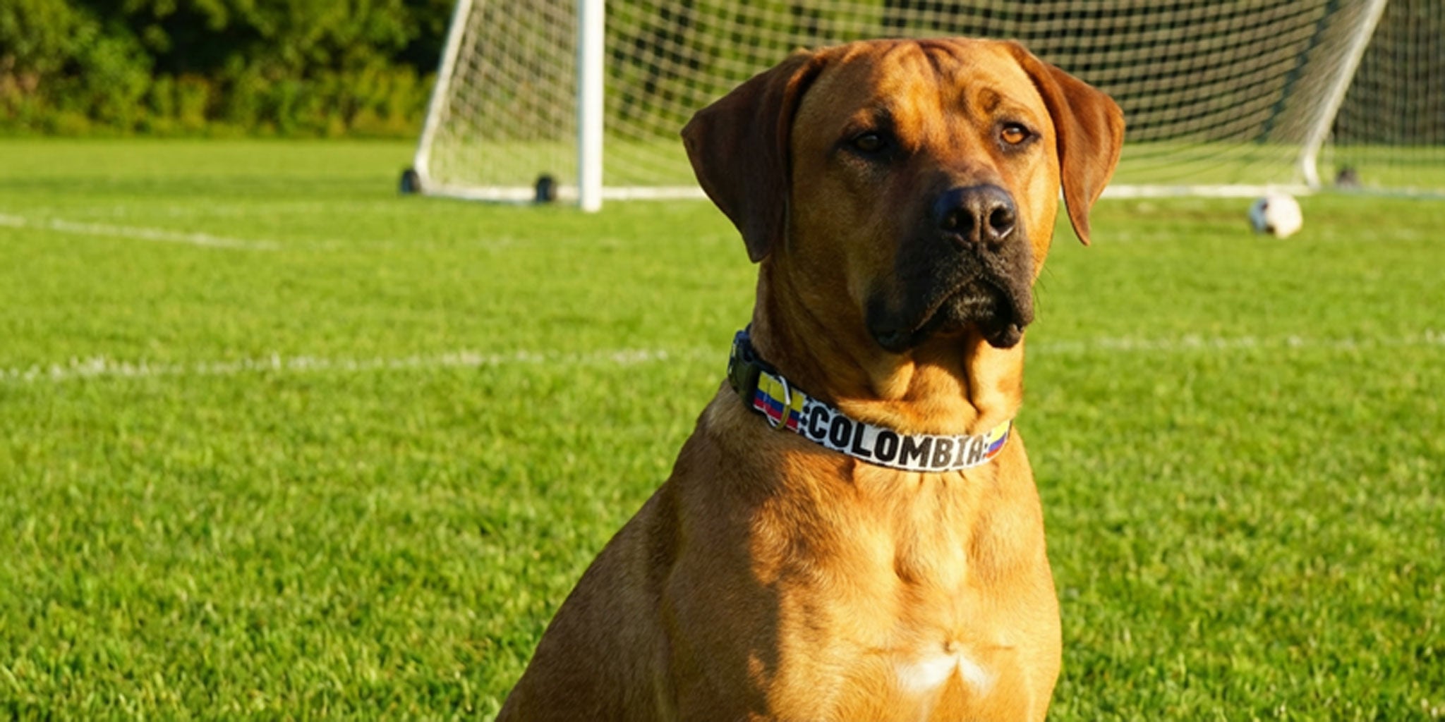 Soccer Dog Collars