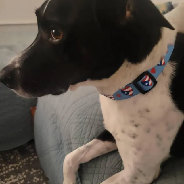 Hearts Dog Collars