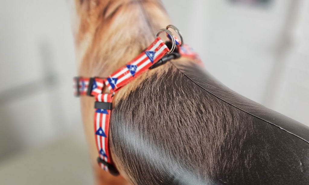 Puerto Rico Step-in Harness
