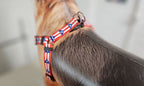 Puerto Rico Step-in Harness