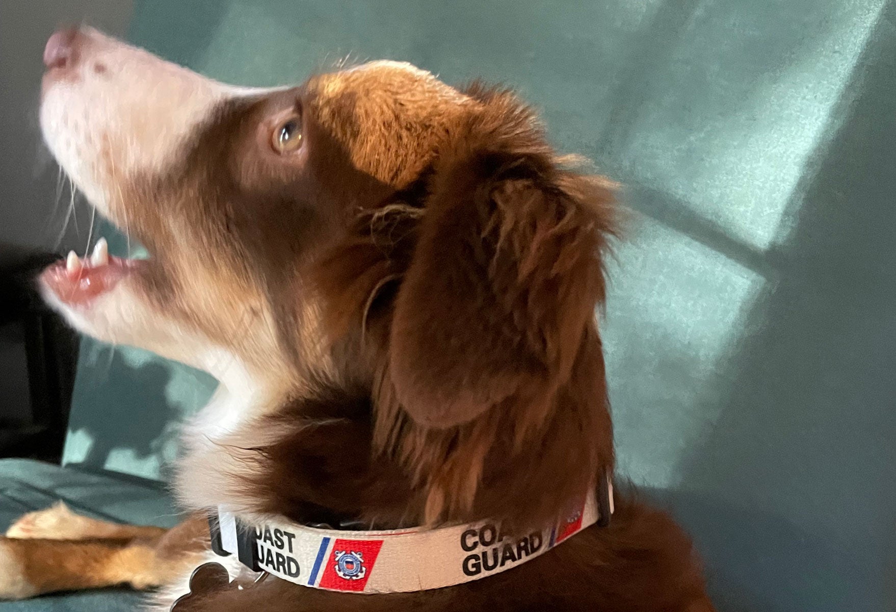 Coast Guard Dog Collar