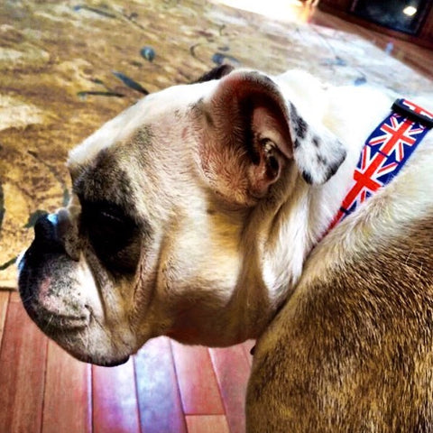 UK Dog Collar | Quick Release or Martingale Style | Made in NJ, USA