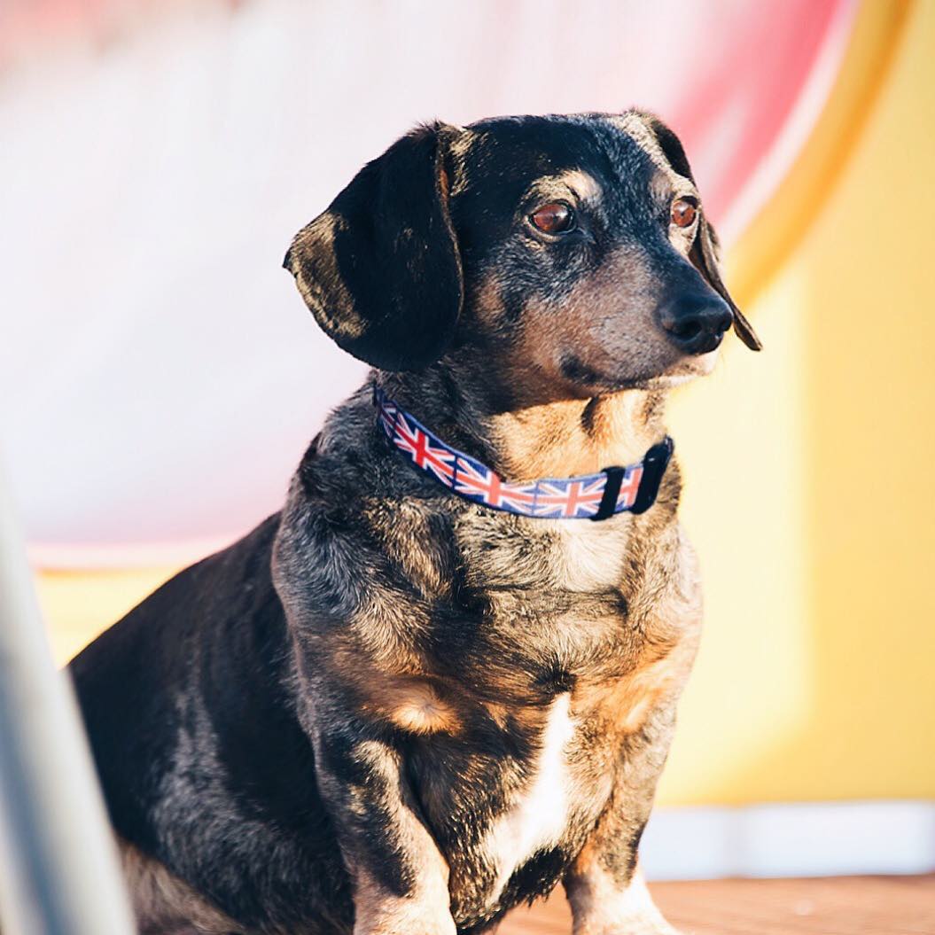 UK Dog Collar | Quick Release or Martingale Style