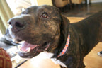 UK Dog Collar | Quick Release or Martingale Style